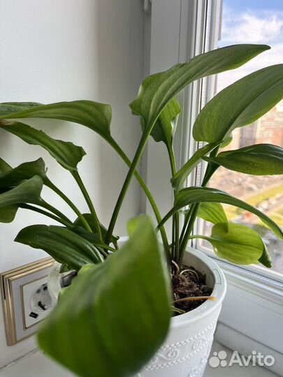 Комнатные цветы (разные )