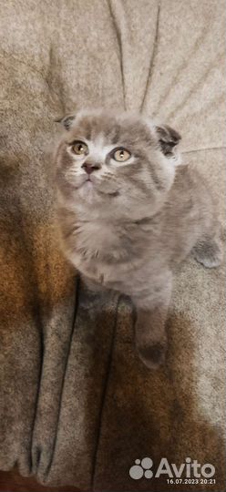 Шотландские плюшевые котята