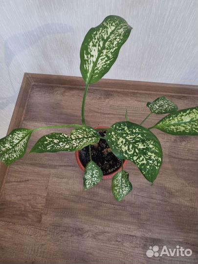 Диффенбахия