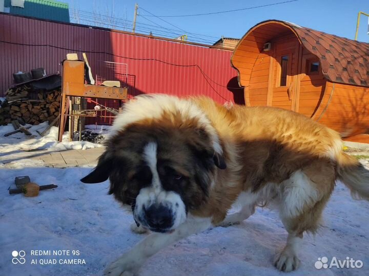 Московская сторожевая