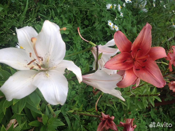Лилии для сада многолетние