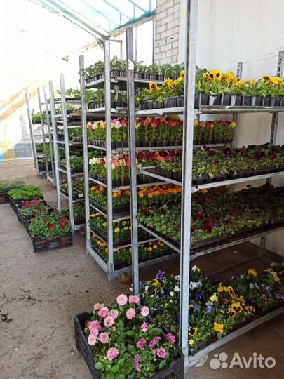 Цветочная и овощная рассада от производителя