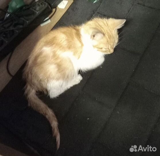 Рыжик котёнок