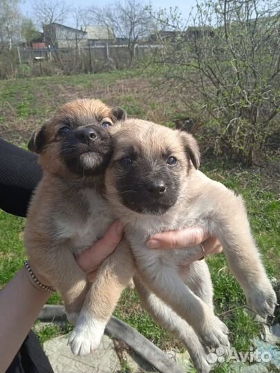 Щенки в добрые руки