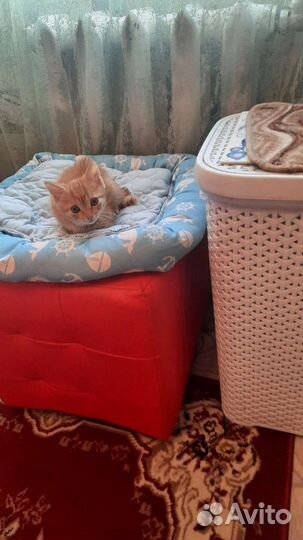Кошка в дар