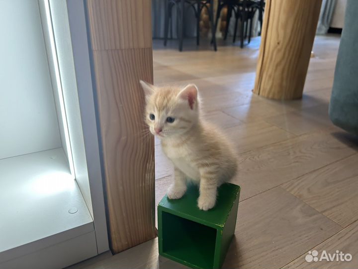 Отдам котят бесплатно, в добрые руки