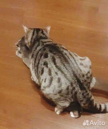 Вязка с опытным британцем гарантия