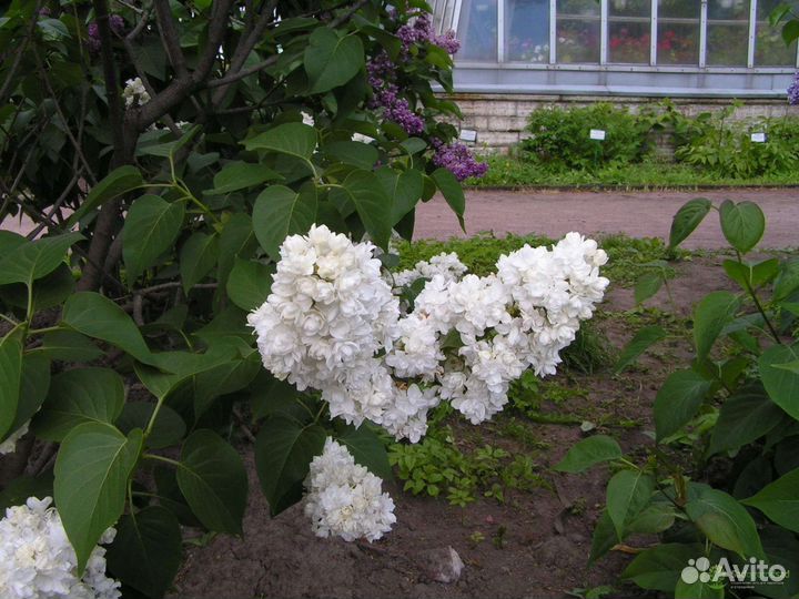 Сирень махровая саженцы Моник Лемуан