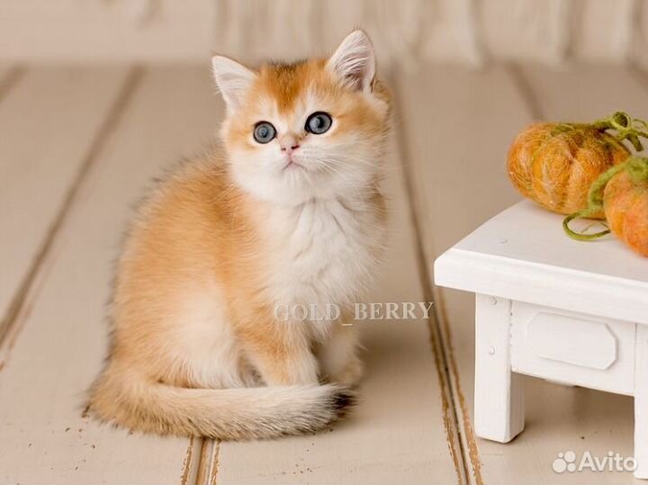 Шикарные британские котята золотая шиншилла