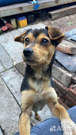 Собака в добрые руки