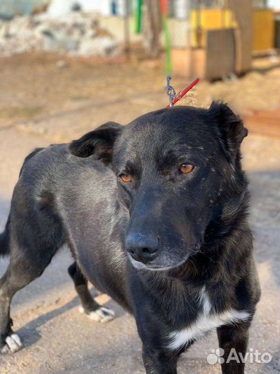 Пёс на охрану, кобель для охраны