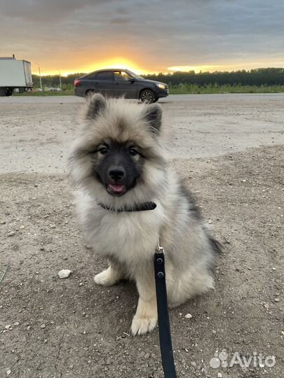 Пушистый комок