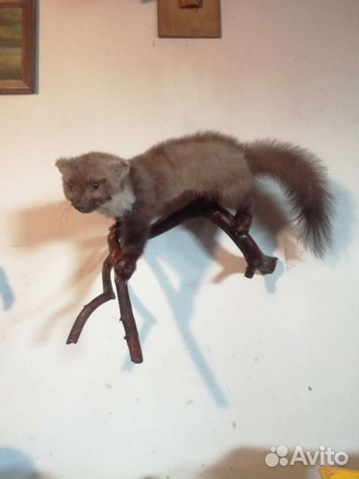 Таксидермия. Куница