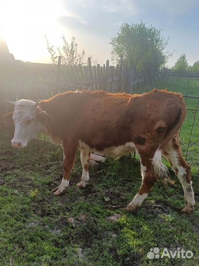 Телка стельная