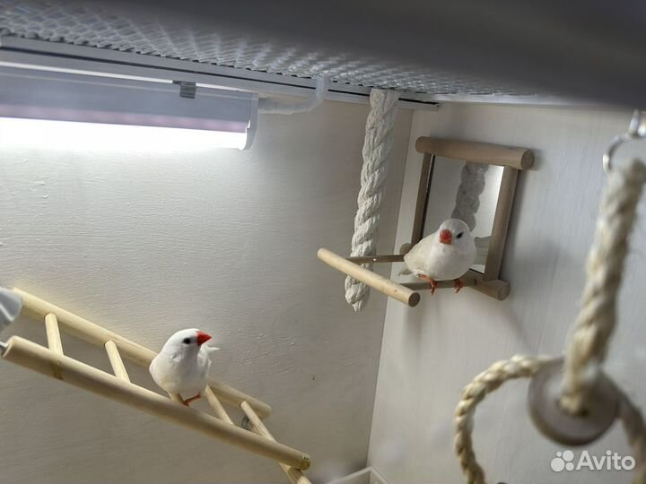 Клетка (витрина) с Амадинами и полным наполнением