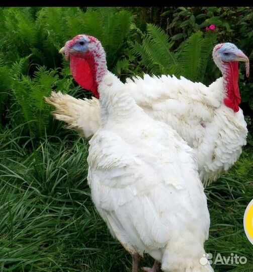 Индюшата Биг 6