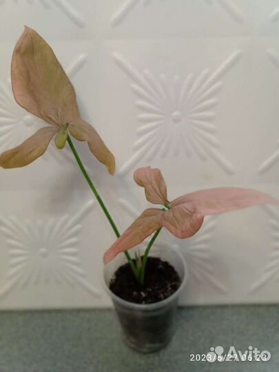 Сингониумы сортовые