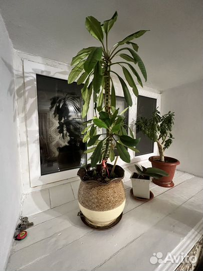 Спатифиллум