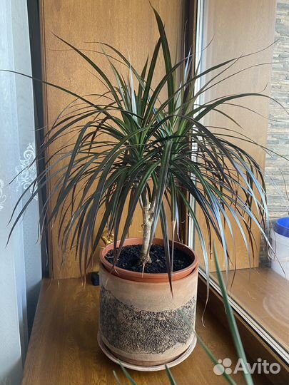 Драцена Маргината