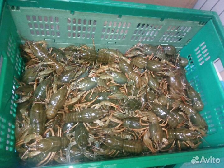 Раки живые