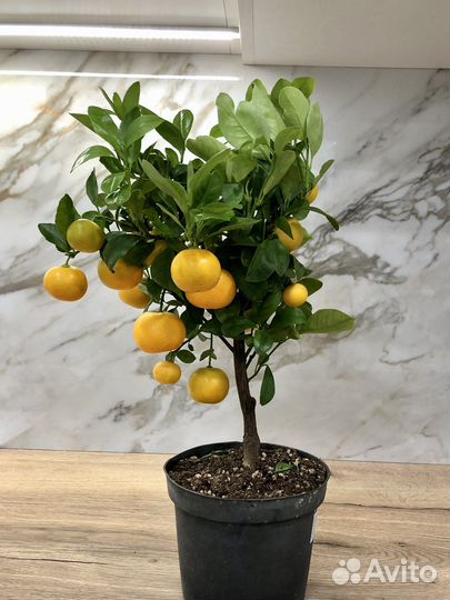 Мандариновое дерево с плодами