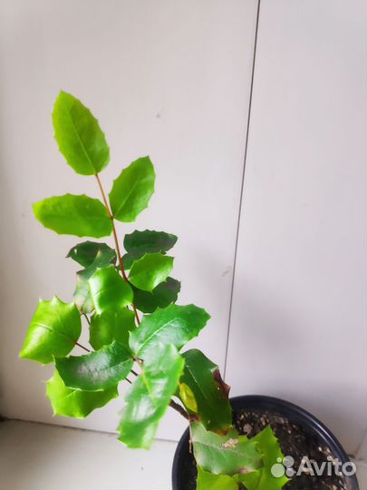 Магония падуболистная