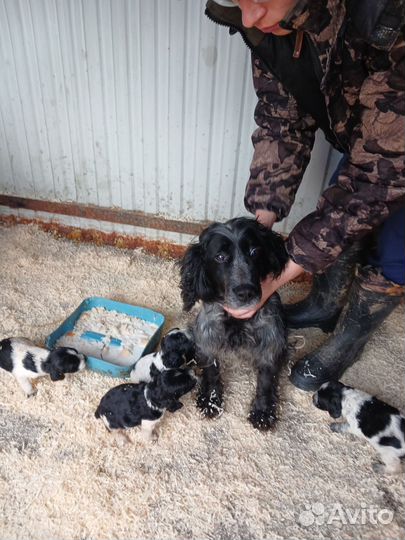 Щенки русского охотничего спаниеля