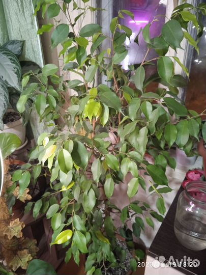 Помощь в озеленении квартиры, дома, офиса