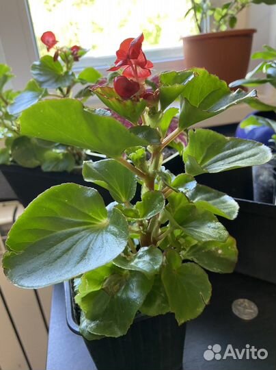 Бегония император