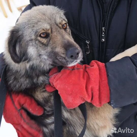 Собака ищет лучший дом на свете
