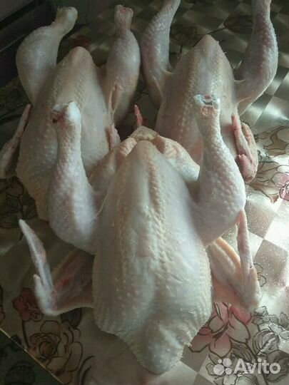 Домашнее мясо кур-бройлеров