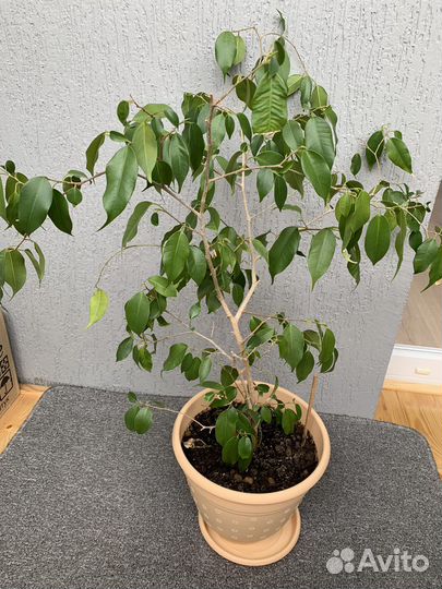 Фикус бенджамина большой