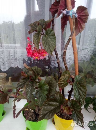 Бегония цветет