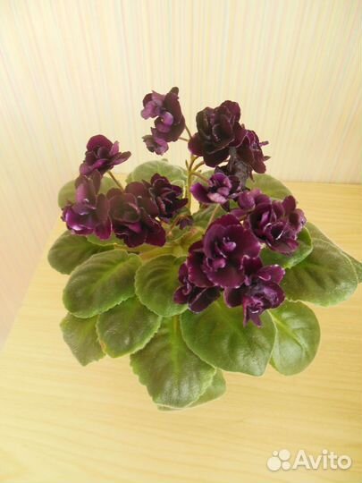 Мини фиалки взрослые цветущие