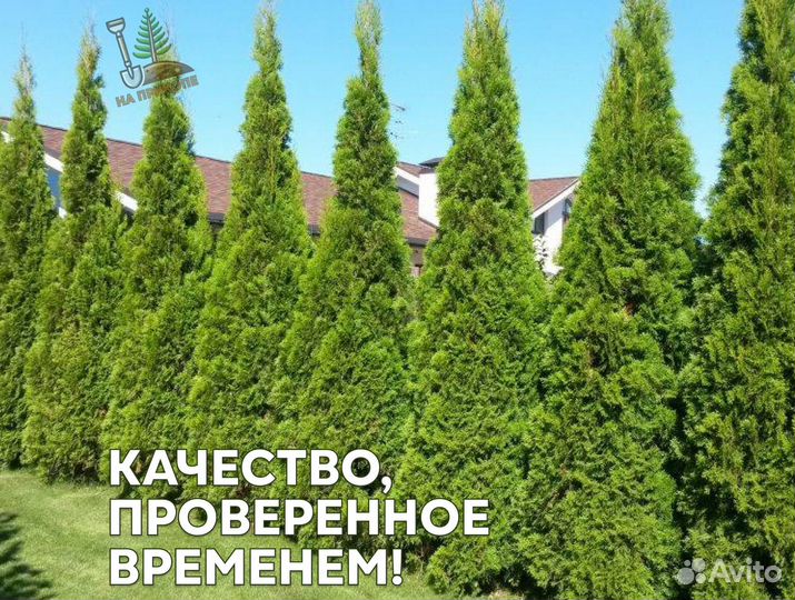 Туя брабант с наших полей