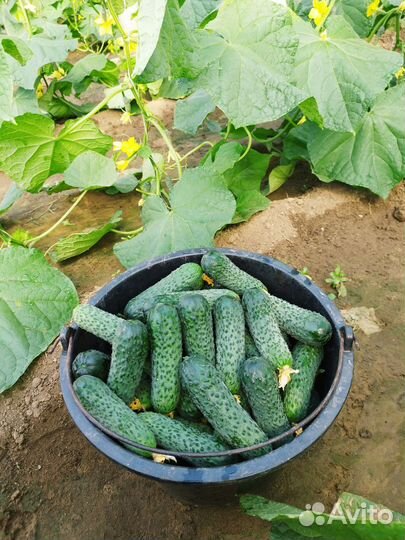 Огурцы свежие домашние
