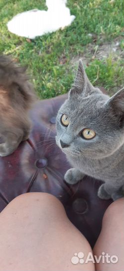 Котята отдам в добрые руки бесплатно