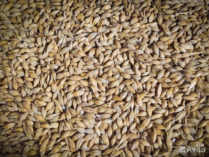 Ячмень фуражный, мешок 40 кг