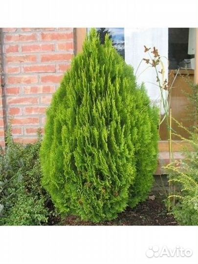 Саженцы декоративных растений