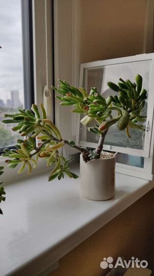 Суккуленты крассула толстянка