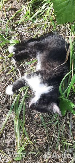 Котята