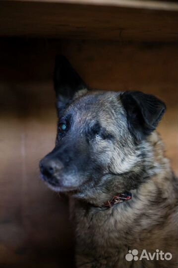 Прекрасная Джорджи