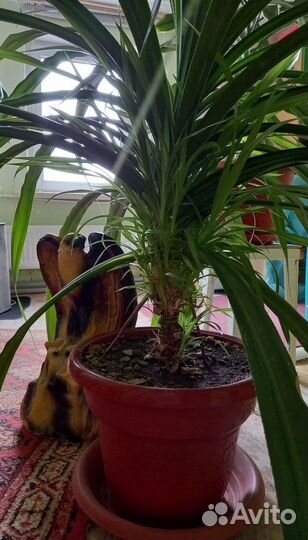 Панданус.Драцены
