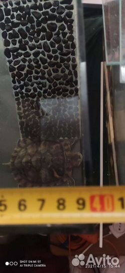 Террариум для красноухой черепахи