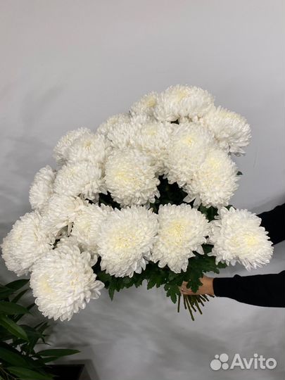 Хризантема одноголовая