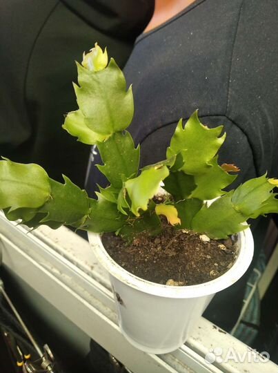 Декабрист шлюмбергера