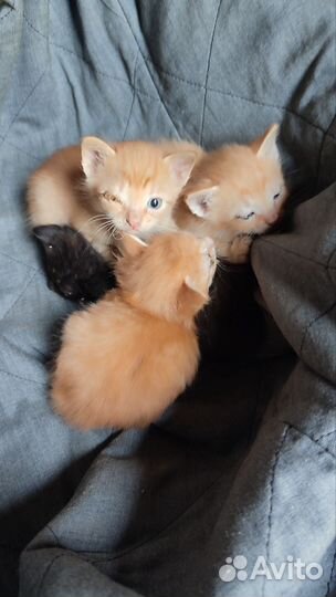Котята бездомные