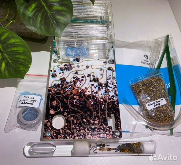 Муравьиная ферма формикарий