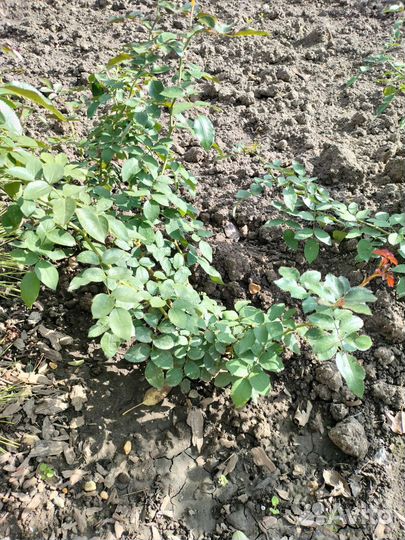 Саженцы роз плетистая