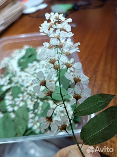 Плоская сныть, сухие цветы для творчества